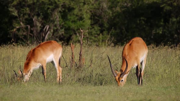 Grazing Red Lechwe Antelopes