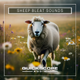 Sheep Bleat Sounds - AudioJungle Item for Sale