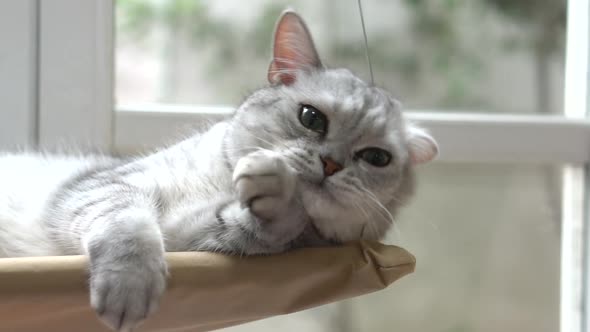 Cute Scottish Cat Playing On Cat Tower