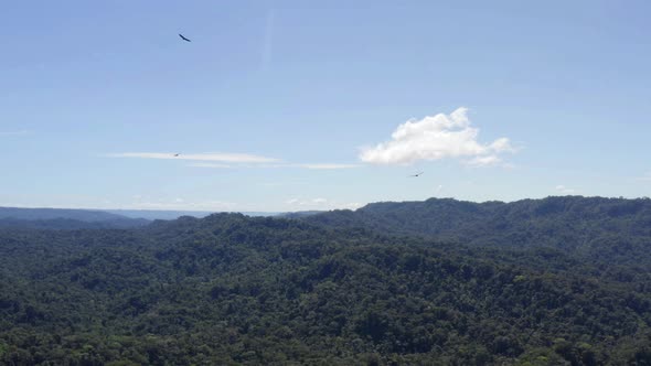 Following several American black vultures, Coragyps atratus, above a rainforest