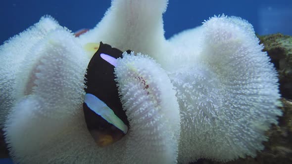 Beautiful Black and White Ocellaris Clownfish Sheltering in Anemone Plant.