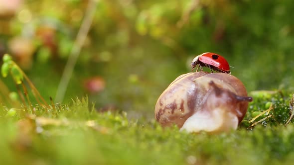 Close-up Wildlife of a Snail and Ladybug in the Sunset Sunlight.