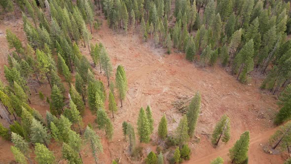 Aerial shot of a logged forest