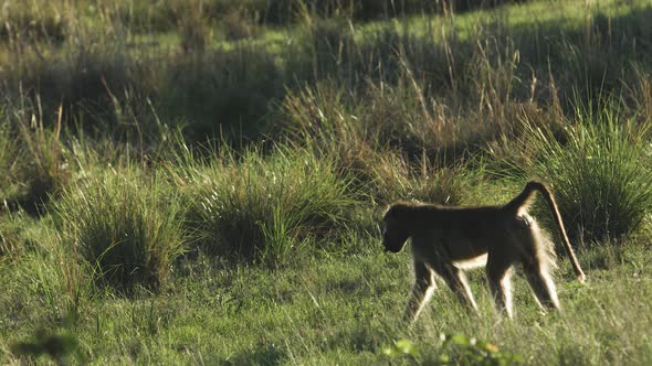 Baboon eats and leaves the frame.