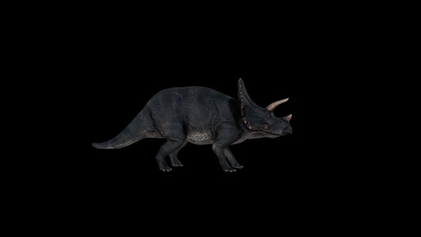 Dinosaur Triceratops Idle