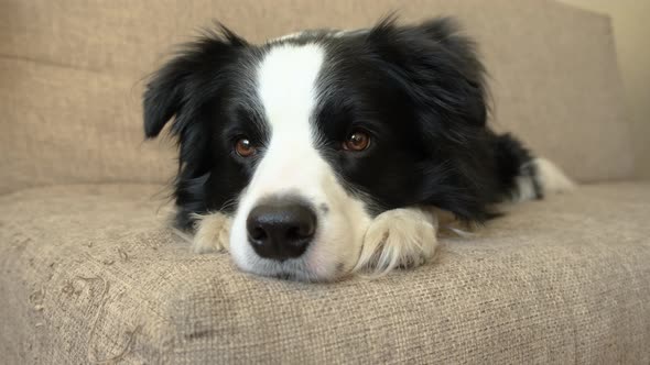 Funny Portrait of Puppy Dog Border Collie Lying on Couch Indoor