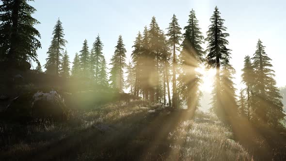 Sun Beams Through Trees alt