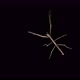 Stick Insect Medauroida Extradentata Family Phasmatidae - VideoHive Item for Sale