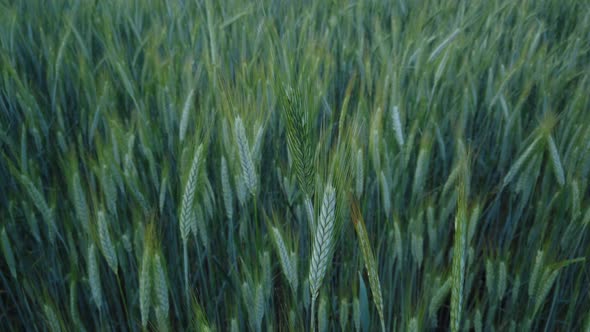 Green wheat field detail on cloudy day - slomo