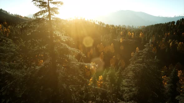 Aerial Drone View Flight Over Pine Tree Forest in Mountain at Sunset