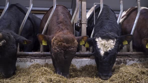 Group of different colored norwegian red oxes eating fresh hay inside organic farm barn.Low angle cl