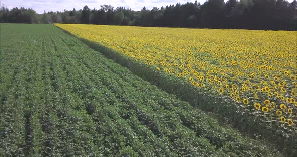 Aerial shot along a field of colorful yellow sunflowers blooming.