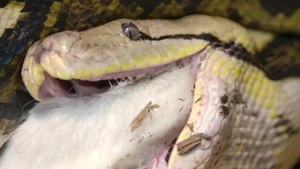 Reticulated python eating a large mammal wrapped up in powerful grip