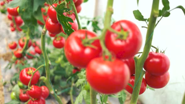 Ripe Tomato Vegetables Growing on Vine in Greenhouse