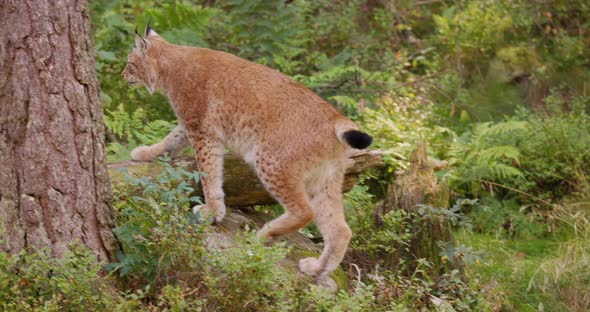 European Lynx Walking in the Forest a Summer Evening