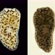 The Flatworm Baicalobia Sp. Under the Microscope, Family Dendrocoelidae, Endemic - VideoHive Item for Sale