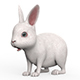 Rabbit - 3DOcean Item for Sale