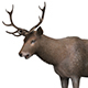Brown Deer - 3DOcean Item for Sale