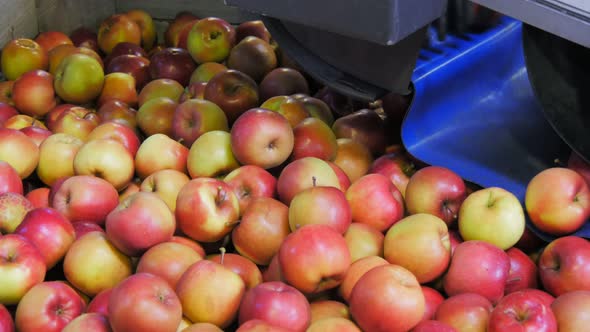 apples drop into a rotating bin after being sorted by size