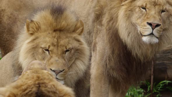 rogue lions brothers watching sibling yawn