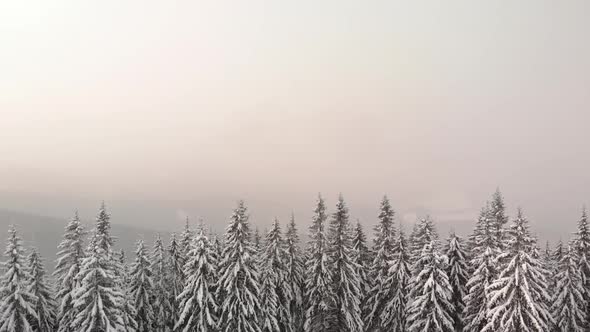 Aerial Drone Flying Above Winter Forest in Mountain Valley at Sunrise