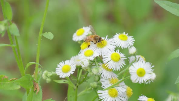 Honey bee pollinating camomile white daisy bush