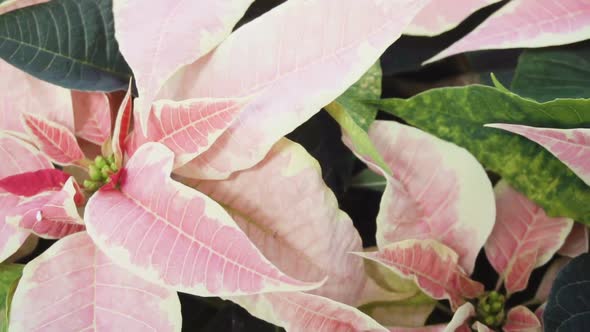 Slow motion. Close up of large poinsettia for Christmas decoration.