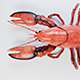Lobster 3d Model - 3DOcean Item for Sale