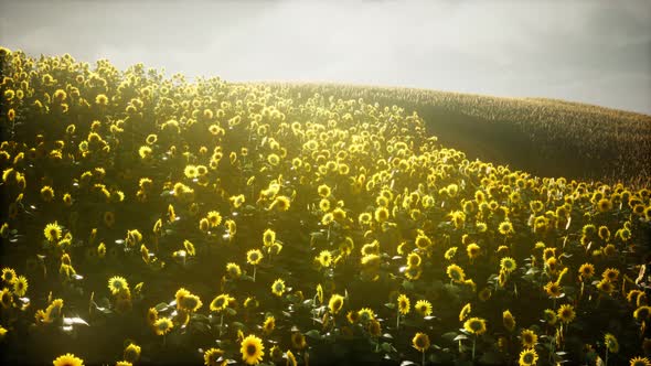 Beautiful Sunflowers and Clouds in a Texas Sunset