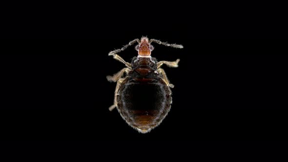 Bloodsucking Bug Superfamily Cimicoidea Under a Microscope Possibly Family Cimicidae