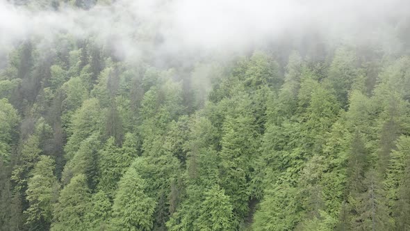 Ukraine, Carpathians: Forest Landscape. Aerial View. Flat, Gray