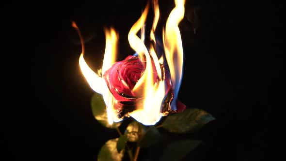 Burning flower close up with dark background. Fire and rose in the dark room. 