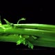 The Super Slow Motion of the Celery Falls with Splashes in the Water - VideoHive Item for Sale