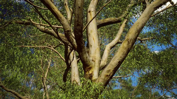 Eucaliptus in Australia Red Center