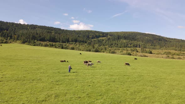 Cows Graze on the Lawn