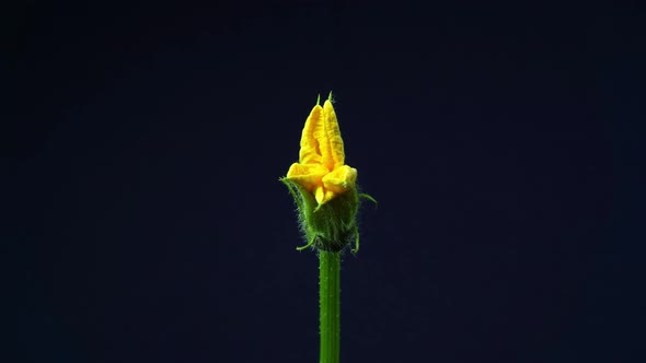 Time Lapse Video a Pumpkin Flower Opens and Withers Against a Dark Blue Background