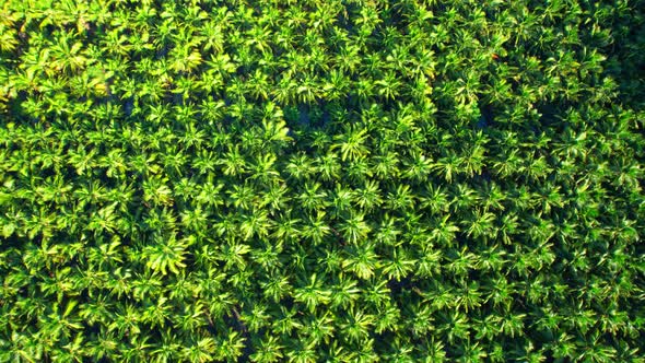 4K Aerial Wide view of Beautiful green coconut tree fields