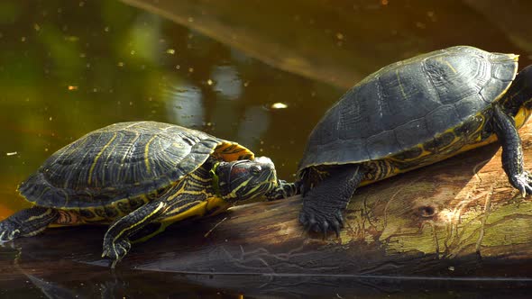 Turtles in Lake Water 3