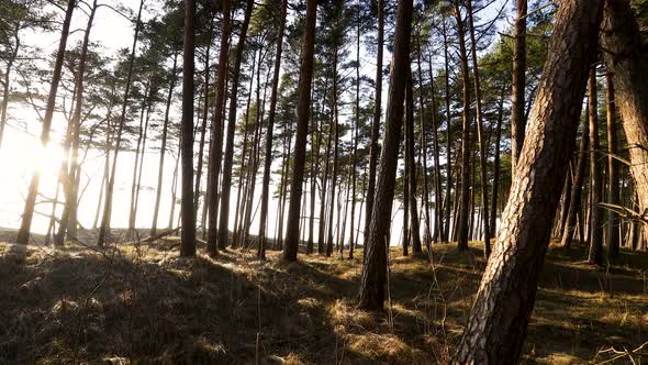 Seaside Pine Forest At Sunset