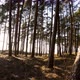 Seaside Pine Forest At Sunset - VideoHive Item for Sale