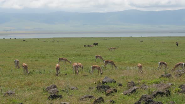 Gazelles in Serengeti National Park, Tanzania with a lake and mountain