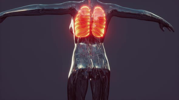 Coronavirus Disease COVID19 Infection Medical in Human Lungs