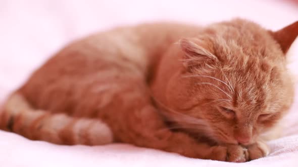 Cat Sits on the Sofa at Home