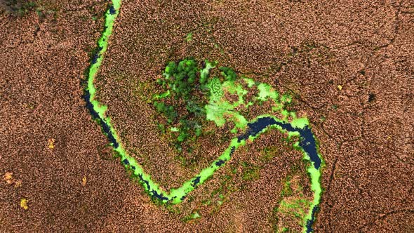 Top down view of river and blooming algae in swamps