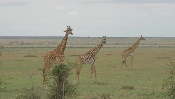 A tower of giraffes in Masai Mara grassland