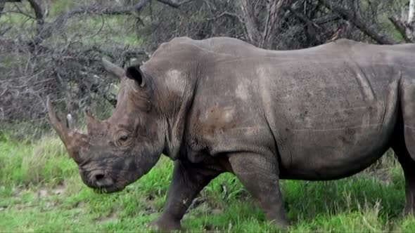 White Rhino Grazing And Walking Through Lush Green Bush in the Kruger National Park South Africa