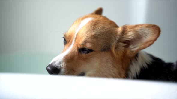 corgi dog getting a bath