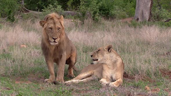 A male lion carefully approaches a lioness. Lions courting in the wild of Kruger National Park in Af