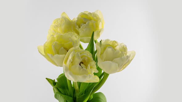 Opening of Beautiful Large White Yellow Tulips Flower on White Background