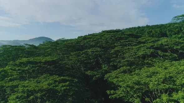 Flying Over Forest 2